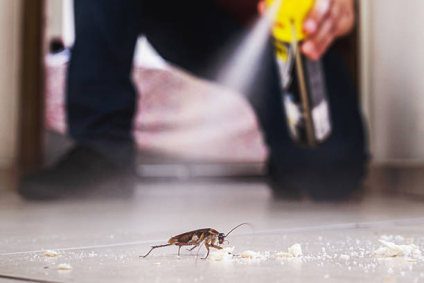 Wasp Removal Services in Fanwood, NJ